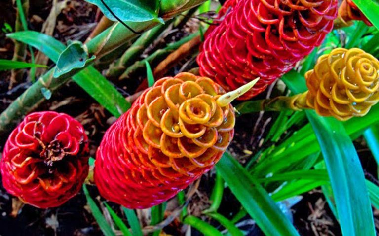 Manfaat Tanaman Lempuyang Bagi Kesehatan Tubuh